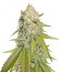 Pure AK fem (Female Seeds) семена конопли