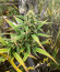 Auto Pineapple Glue fem (Advanced Seeds) семена конопли