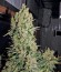 Chronic reg (Serious Seeds) семена конопли
