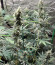 Fast Flowering Green Crack fem семена конопли