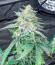 Moscow Blueberry Auto (Kalashnikov Seeds) семена конопли