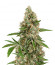 OG Kush fem (Anaconda Seeds ) семена конопли