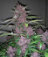 Purple Lemonade Auto fem (FastBuds) семена конопли