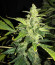 Auto Anesthesia fem (Pyramid Seeds) семена конопли
