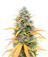 Auto Mix Pack #1 fem (Herbies Seeds) микс семян конопли