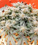 Haze Berry fem (Royal Queen Seeds) семена конопли