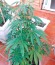Original Amnesia fem (Dinafem Seeds) семена конопли