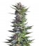 Shining Silver Haze fem (Royal Queen Seeds) семена конопли