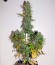 OG Kush Autoflowering fem (Dinafem Seeds) семена конопли