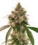 Wedding Cake Autoflower fem (Easy Grow Seeds) семена конопли