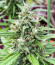 Dozy Whale fem (AlphaFem Seeds) семена конопли