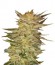 Ice Cream fem (Paradise Seeds) семена конопли