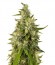 Trainwreck reg (Humboldt Seeds) семена конопли