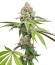 Triple G fem (Royal Queen Seeds) семена конопли