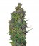 VIP Dwarf Auto fem (VIP seeds) семена конопли