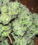 Tropicana Cookies Auto fem (FastBuds) семена конопли