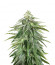 Zkittzy Gorilla fem (Original Sensible Seeds) семена конопли