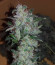 Auto White Widow fem (Pyramid Seeds) семена конопли