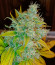 Black Muffin F1 Fast Version fem (Sweet Seeds) семена конопли