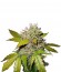 Northern Lights Automatic fem сорт конопли Nirvana Seeds