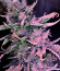 Phantom OG fem (Barney's Farm) семена конопли