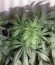 Special Kush 1 fem (Royal Queen Seeds) семена конопли