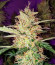 GG-48 fem (Nirvana Seeds) семена конопли