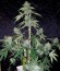AK Full Auto fem (Sumo Seeds) семена конопли