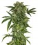 Haze Autoflowering fem (Dinafem Seeds) семена конопли