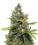 Купить семена марихуаны Honey B шишки