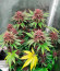 Tropicanna Poison F1 Fast Version (Sweet Seeds) семена конопли