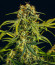 Семена конопли сорта Medusa F1 Auto