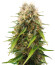Triple G Auto fem (Royal Queen Seeds) семена конопли