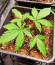 00 Kush fast fem (00 Seeds) семена конопли