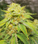 Different Gorilla fem (AlphaFem Seeds) семена конопли
