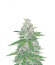 Fast Flowering Green Crack fem семена конопли