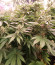 Punch Cookies fem (Original Sensible Seeds) семена конопли