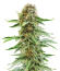 Also Know 47 Autoflower fem (Seedkeepers) семена конопли