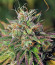 HulkBerry fem (Royal Queen Seeds) семена конопли