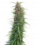 New York Power Diesel fem (Nirvana Seeds) семена конопли