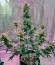 Roadrunner Autoflowering #2 fem семена конопли