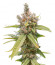 Tropic Punch fem (Heavyweight Seeds) семена конопли