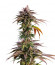 Kush Mintz fem (Barney's Farm) семена конопли