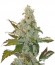 Cheese fem (Green House Seeds) семена конопли