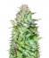 Critical Chronic Auto fem (Sumo Seeds) семена конопли