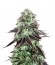DarkStar Kush reg семена конопли