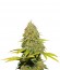 Jack Herer reg (Sensi Seeds) семена конопли