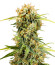 Семена конопли сорта Medusa F1 Auto