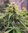 Grandmommy Purple Auto fem (Herbies Seeds) семена конопли