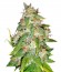 Kaia Kush fem (Green House Seed) семена конопли